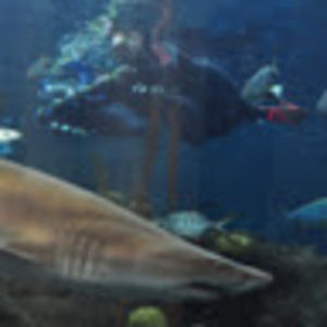 Meet your Posher, Eileen